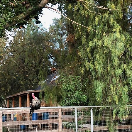 Wine Country Private Working Sheep Farm; Rustic Elegance Villa Temecula Eksteriør billede